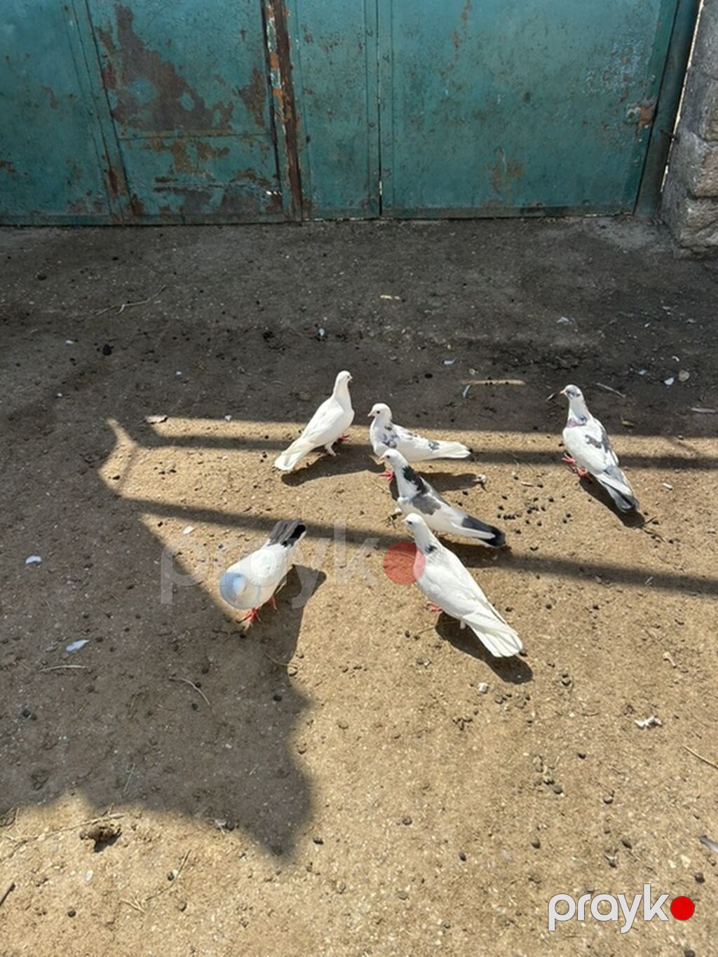 Salam 6 dene niwanli heyvanlardi — Göyərçin, Bakı (3)