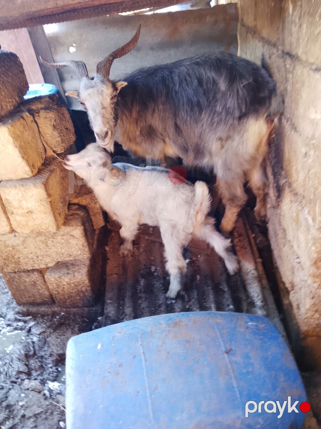 Məhsul: Qoyun-keçi təsərrüfatı üçün keçi ana və bala dəsti Təsvir — Kənd təsərrüfatı heyvanları, Masazır (3)
