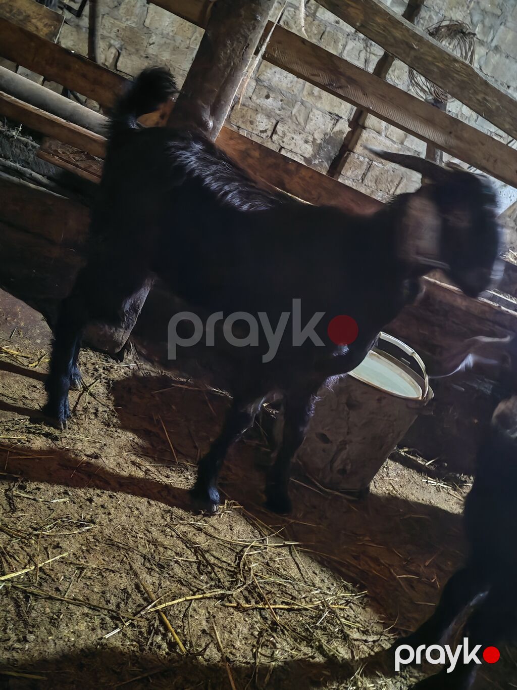 Toxumu hələp çəpişi, 1 yaşı tamam olmayıb, ünvan Ceyranbatan qəsəbəsi — Kənd təsərrüfatı heyvanları, Sumqayıt (3)