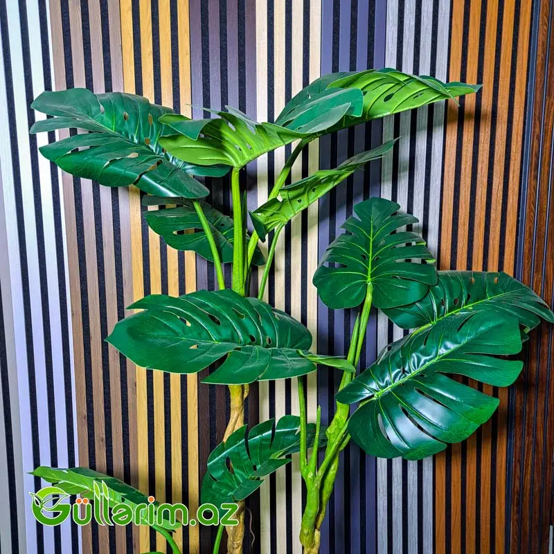 Süni Monstera Deliciosa — Dekor və interyeri, Bakı (2)