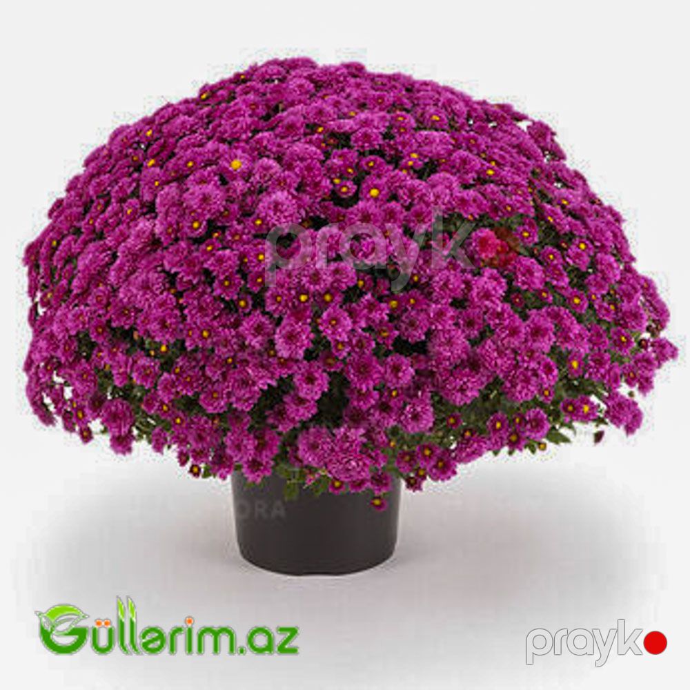 Xrizantema (Chrysanthemum morifolium) — Bitkilər, Bakı (3)