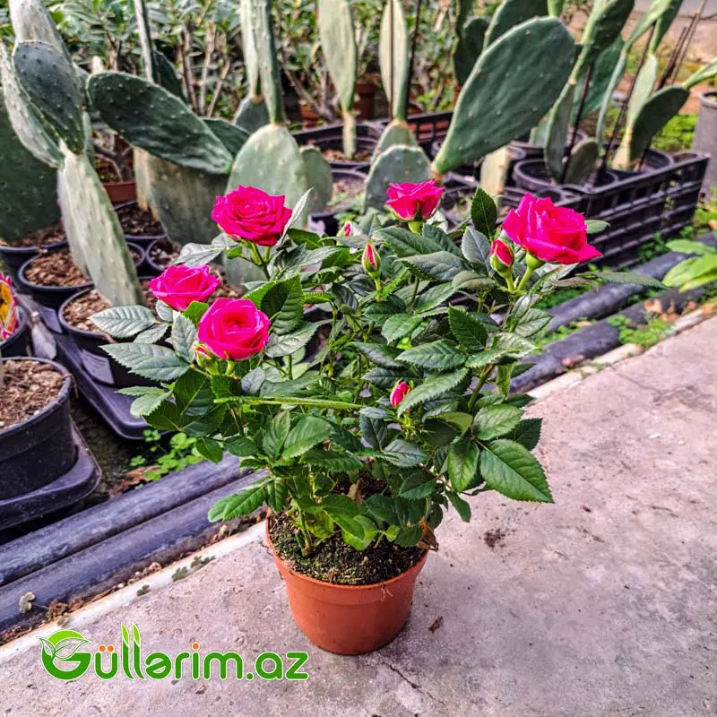 Mini Rose – Miniatür Gül — Mallar