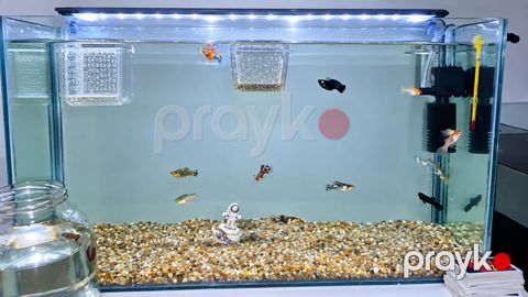 Akvarium və balıqlar — Sumqayıt