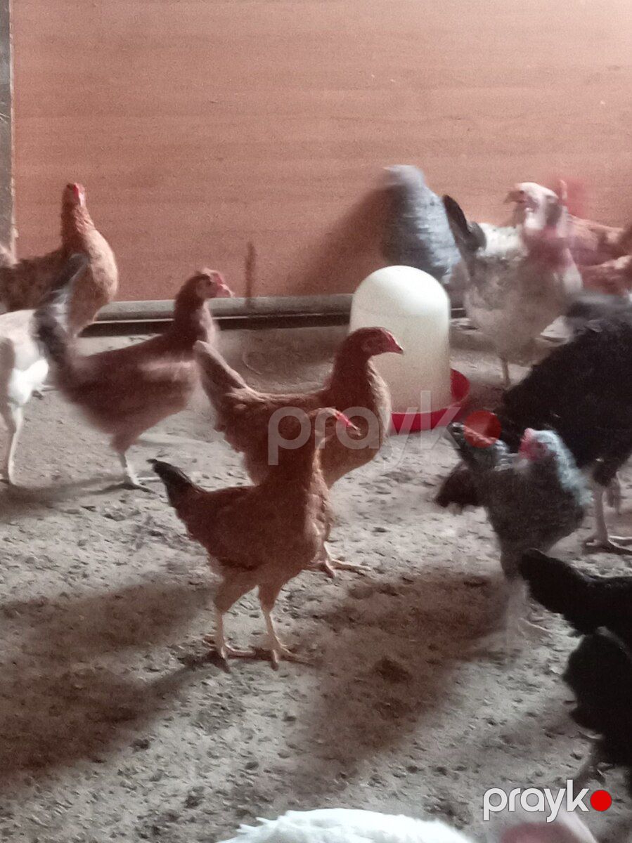 Kənd cücələri — Quşlar, Bakı (5)