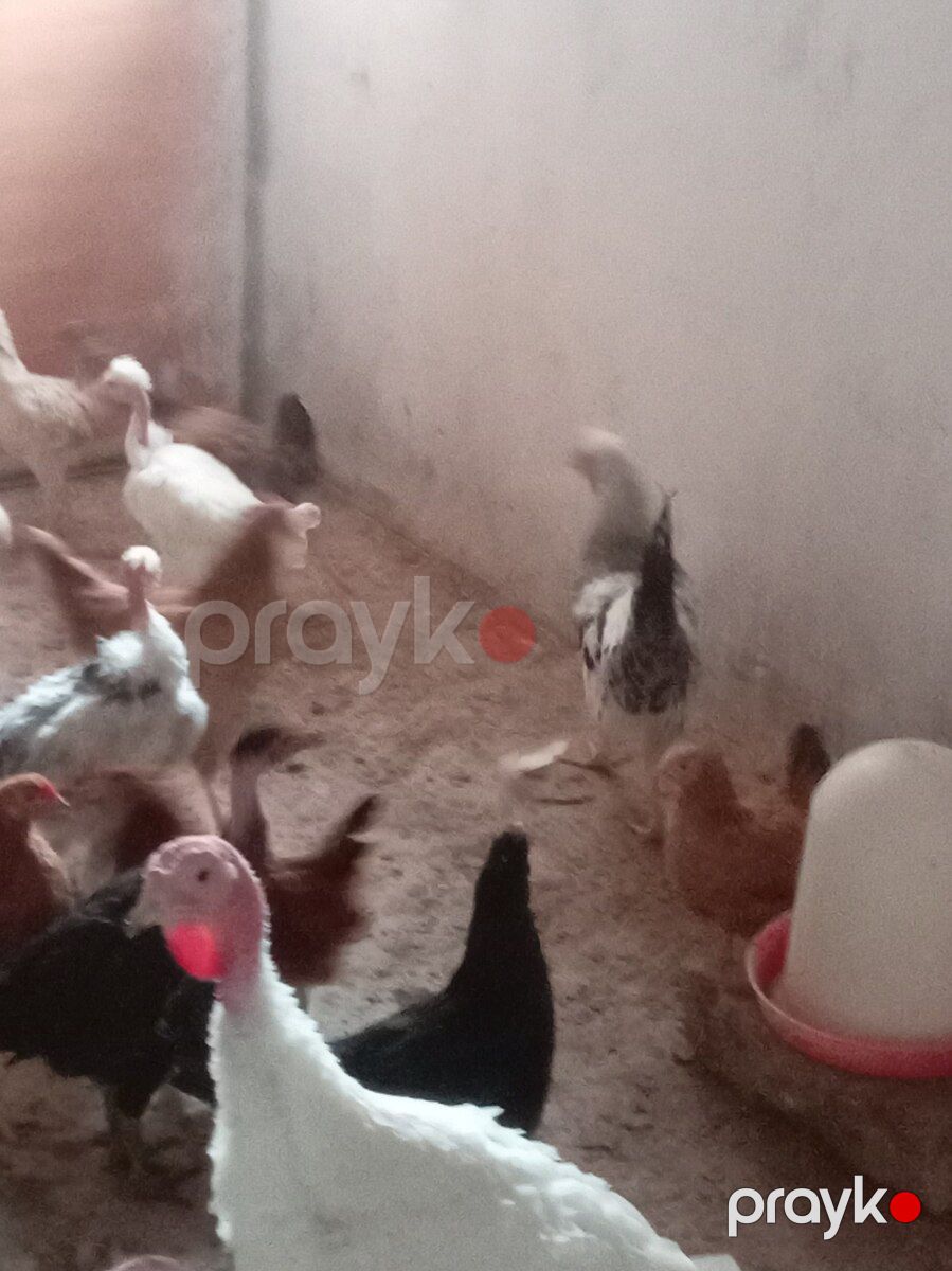 Kənd cücələri — Quşlar, Bakı (3)