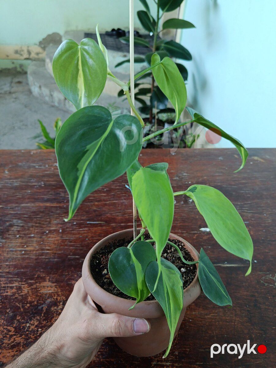 Philodendron Brasil — Bitkilər, Xırdalan (3)