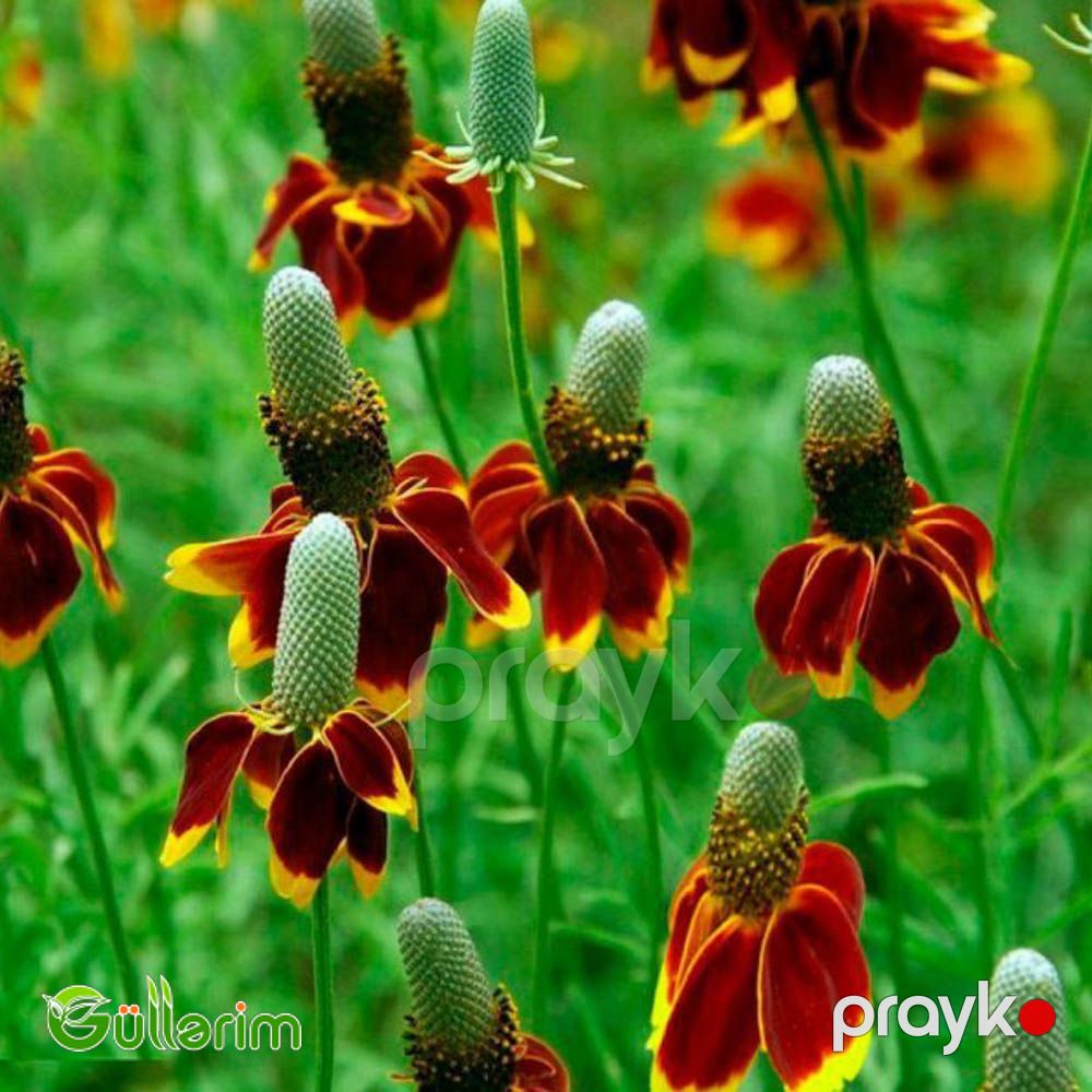 Ratibida (Ratibida pinnata) — Bitkilər, Bakı (5)