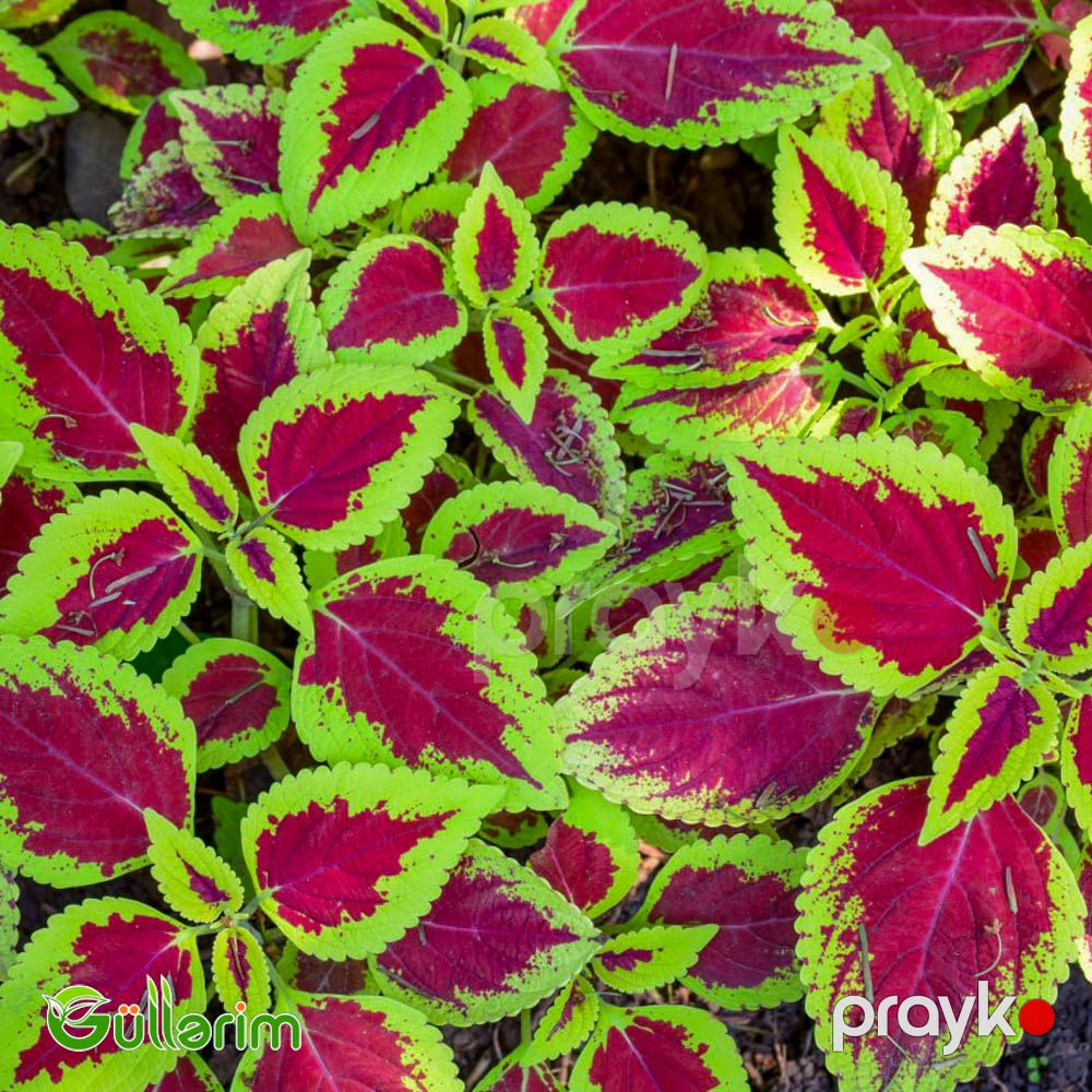 Kolеus (Coleus) — Bitkilər, Bakı (2)