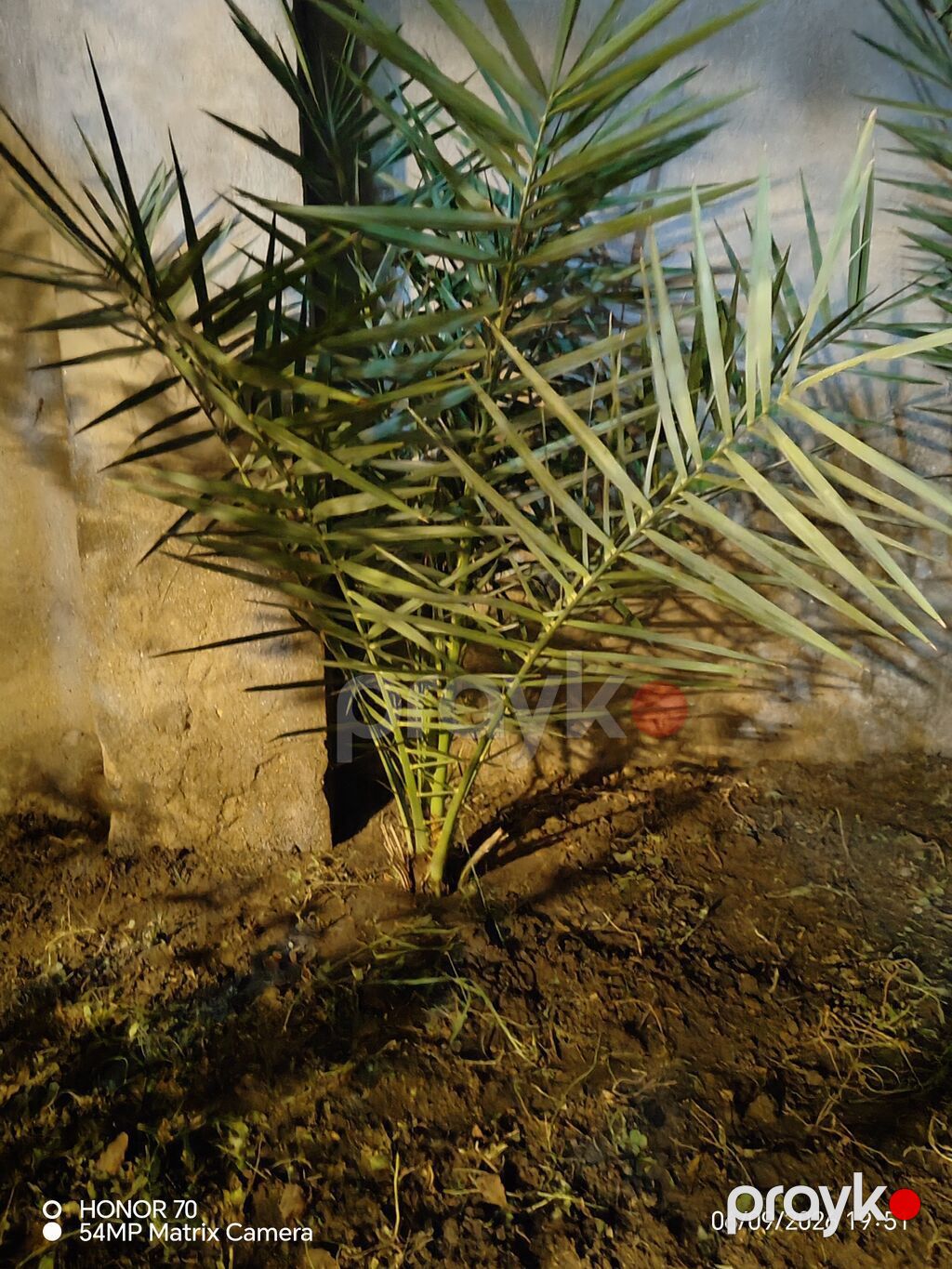 Xurma palması fidanları - Növ: Xurma (Phoenix dactylifera tipli — Bitkilər, Ceyranbatan (3)