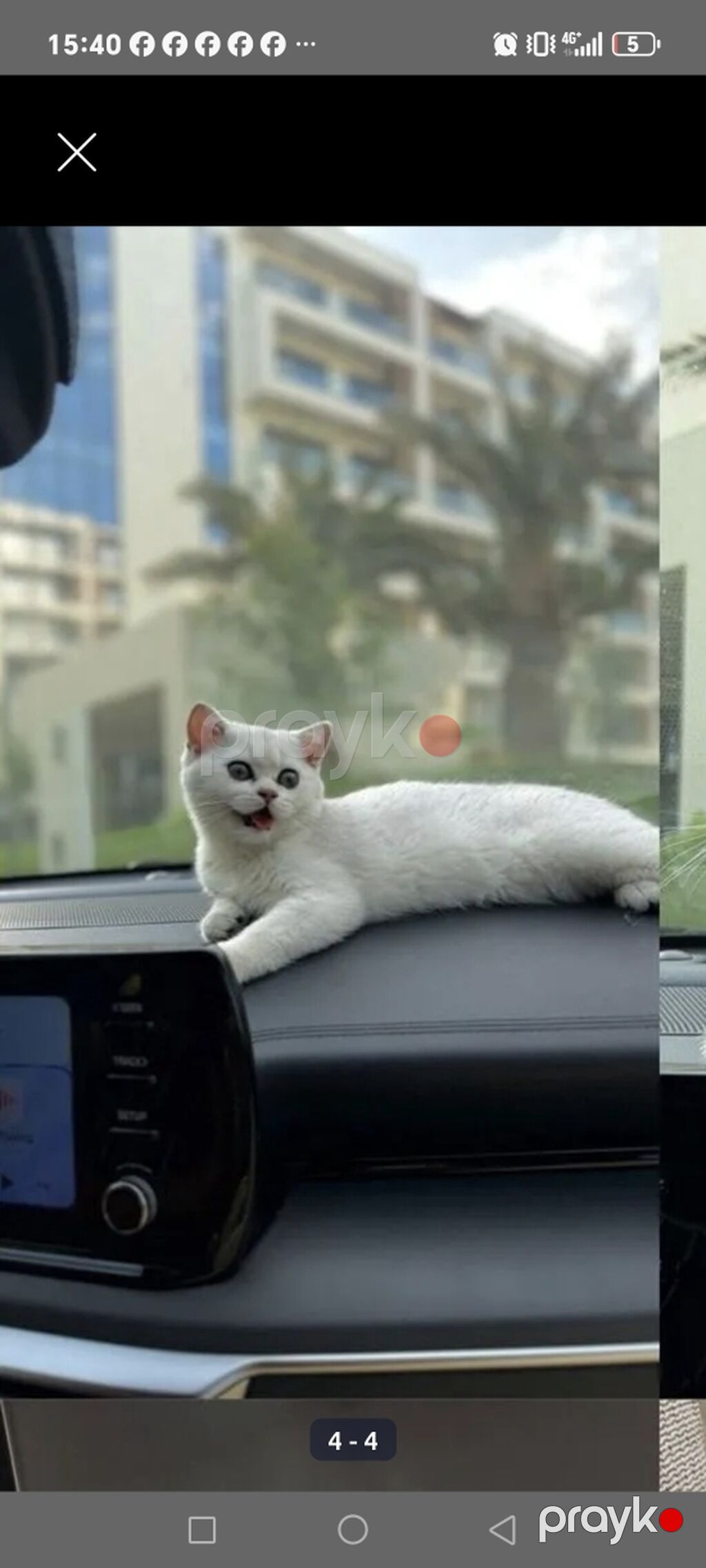Ağ rəngli, qısa tüklü pişik balası Xüsusiyyətlər: - Tamamilə ağ, ipək — Pişiklər, Bakı (2)