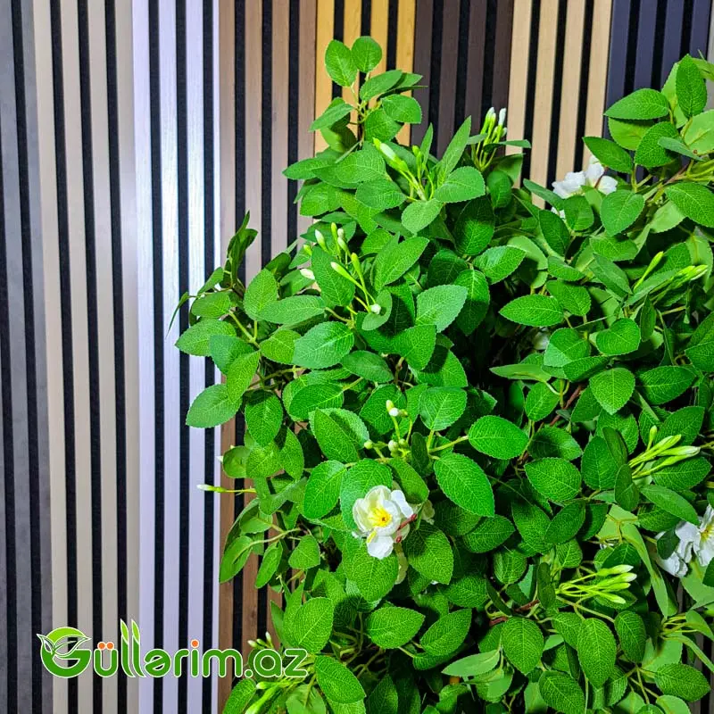 Süni Arap Yasemini (Jasminum sambac) — Dekor və interyeri, Bakı (2)