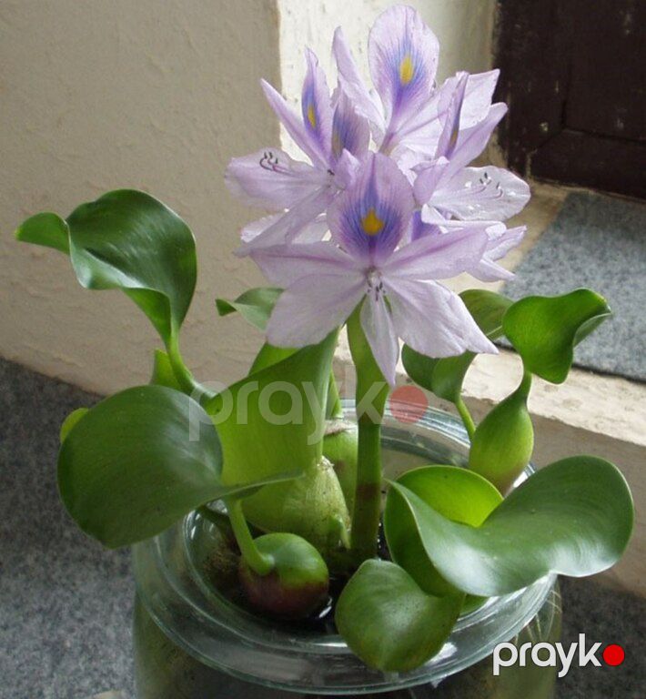 Akvarium bitkiləri — Akvariumlar və balıqlar, Xırdalan (8)