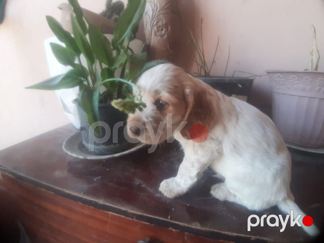 Koker Spaniel balaları — Köpəklər, Bakı (2)