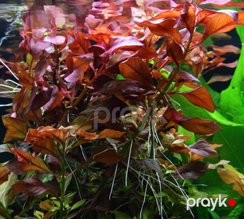 Akvarium bitkiləri — Akvariumlar və balıqlar, Xırdalan (11)