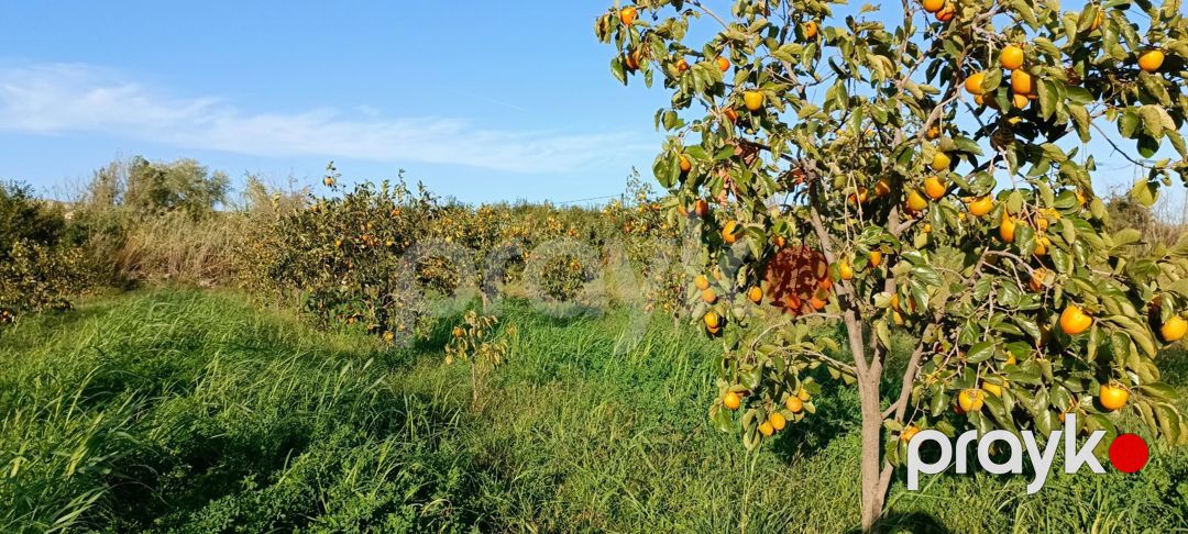 2500 sot torpaq sahəsi, Mingəçevir ş — Torpaq, Mingəçevir (8)
