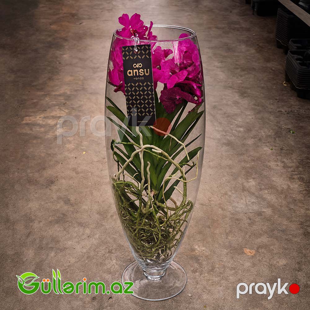 Vanda Orxideya (Vanda Orchid) — Bitkilər, Bakı (2)