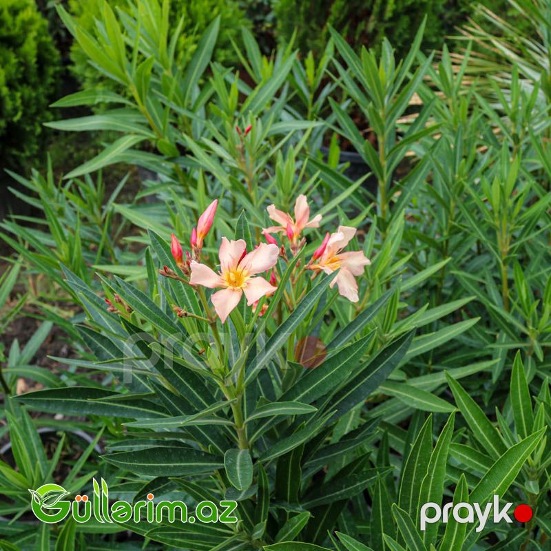 Alyandr (Oleander) — Bitkilər, Bakı (2)
