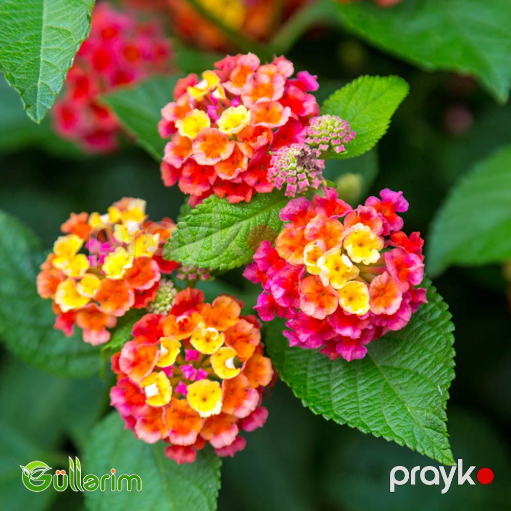 Lantana (Lantana camara) — Bitkilər, Bakı (3)