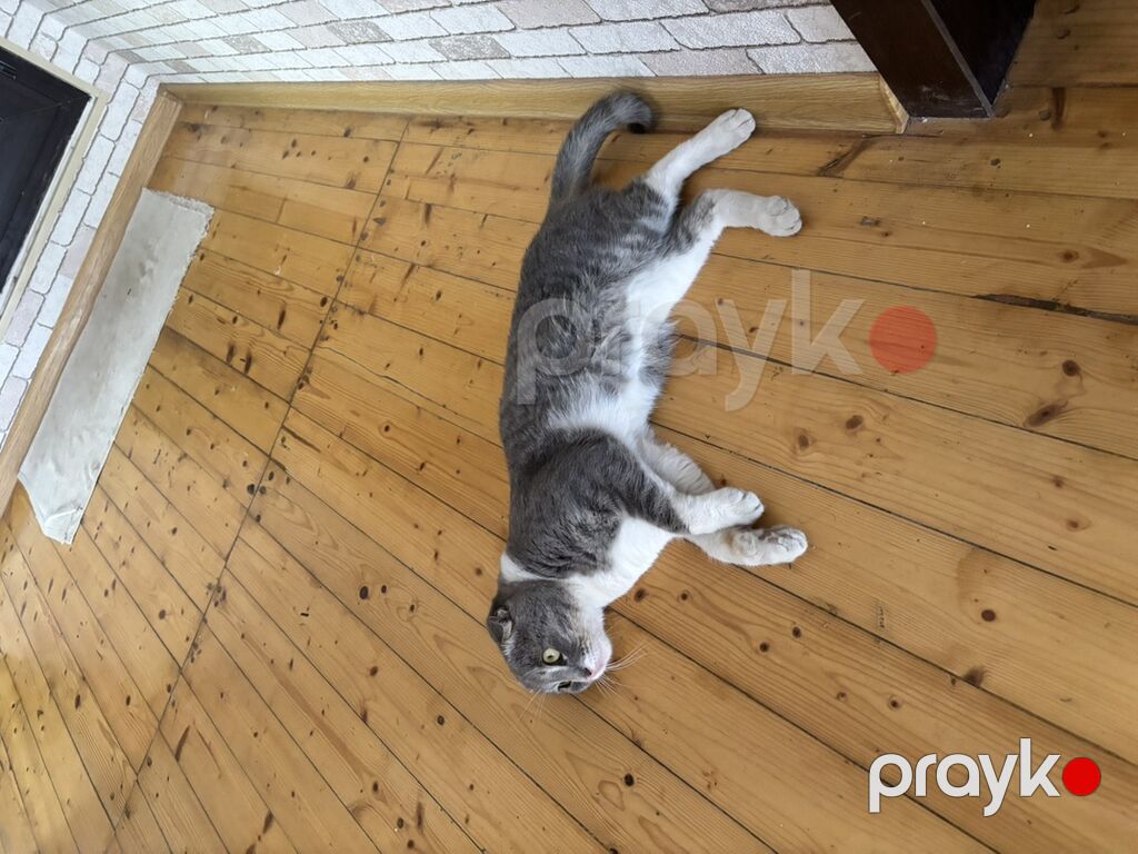 Şotland yastı qulaq, Erkək, Ünvandan götürmə — Pişiklər, Digah (2)