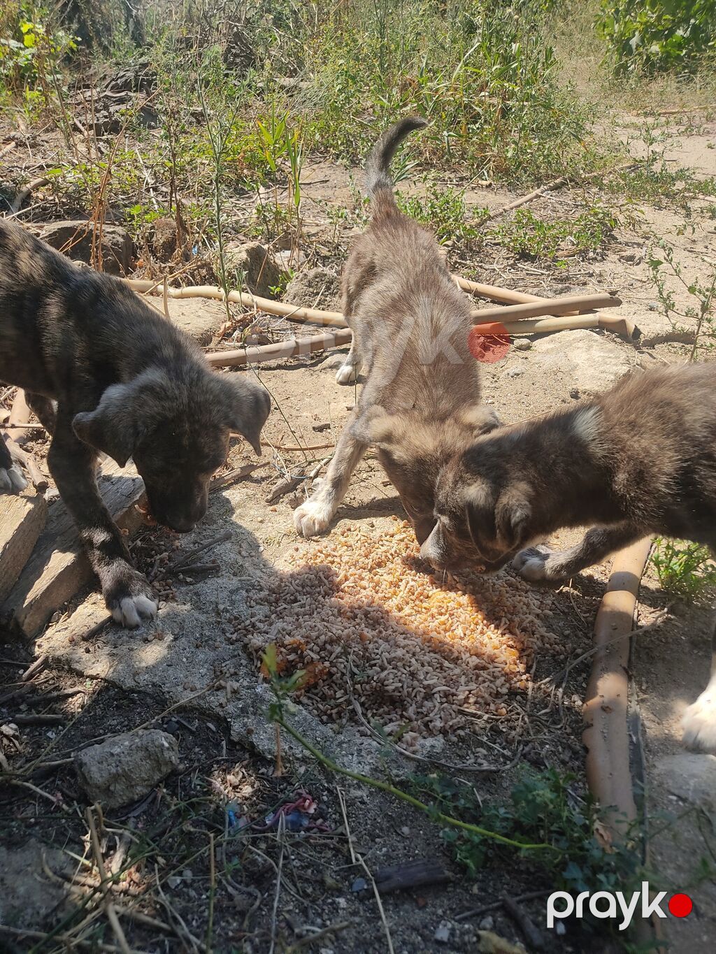 Alabay — Köpəklər, Digah (6)