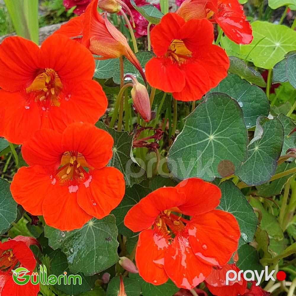 Nasturciya (Tropaeolum majus) — Bitkilər, Bakı (4)