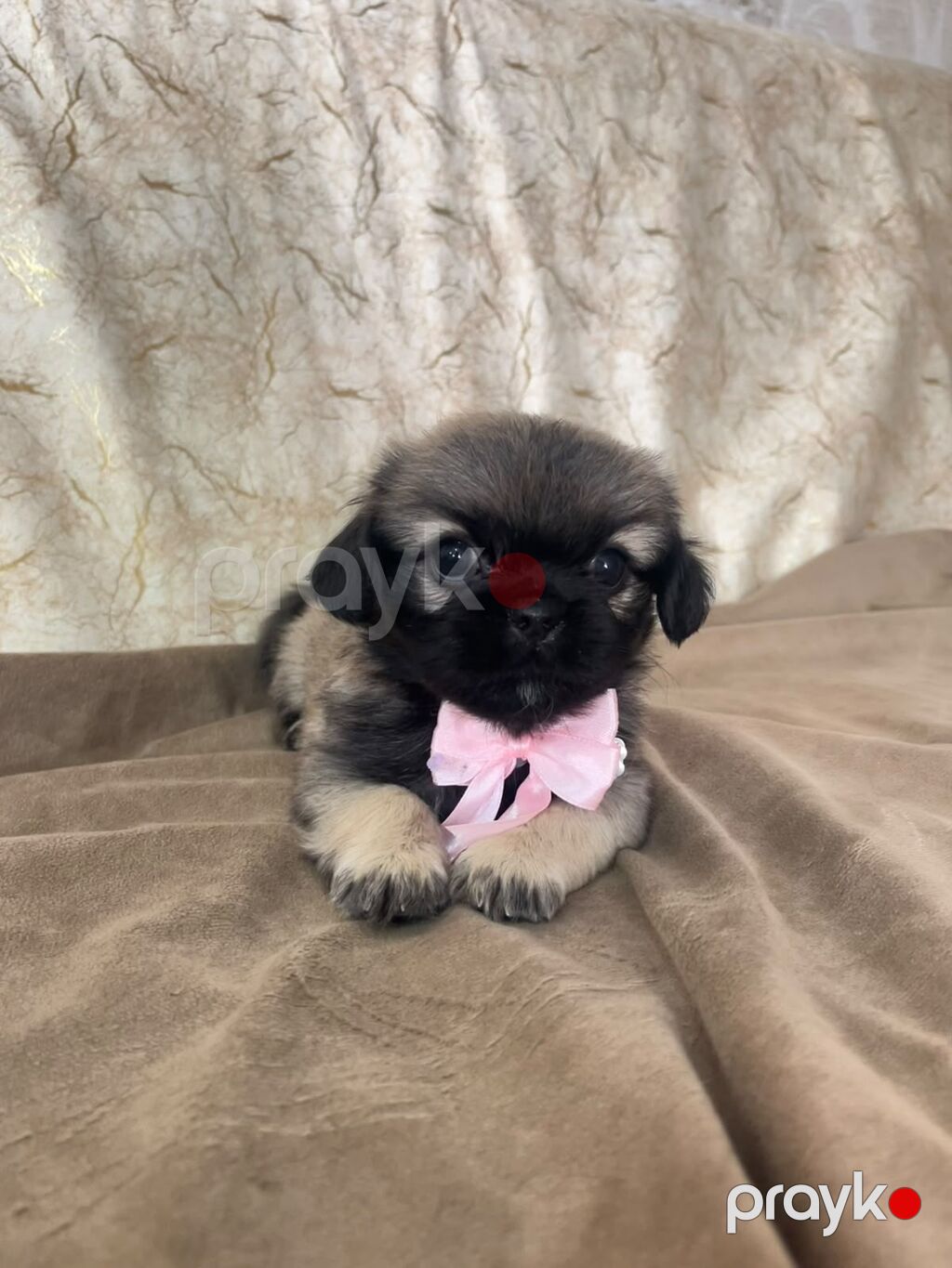 Pekines, 1 ay, Dişi — Köpəklər, Xırdalan (3)