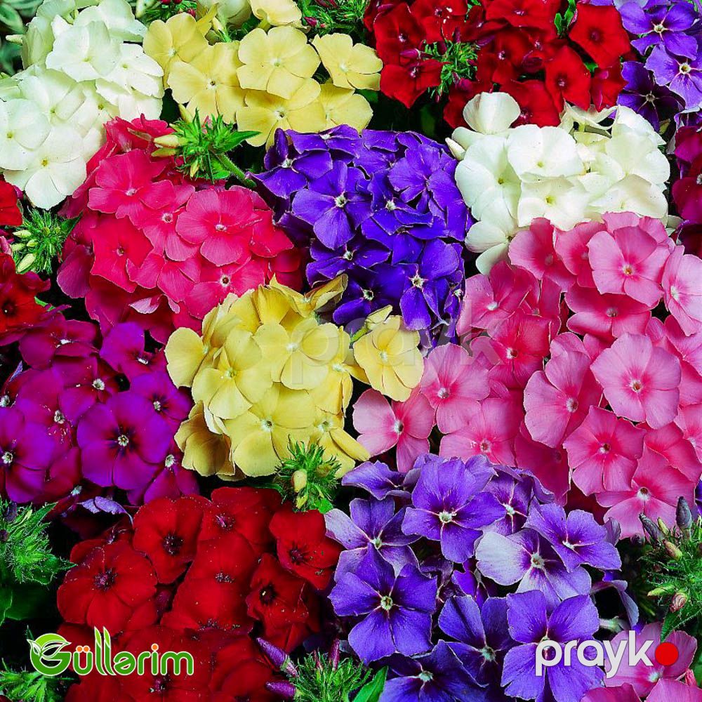 Floks Drummond (Phlox drummondii) — Bitkilər, Bakı (5)