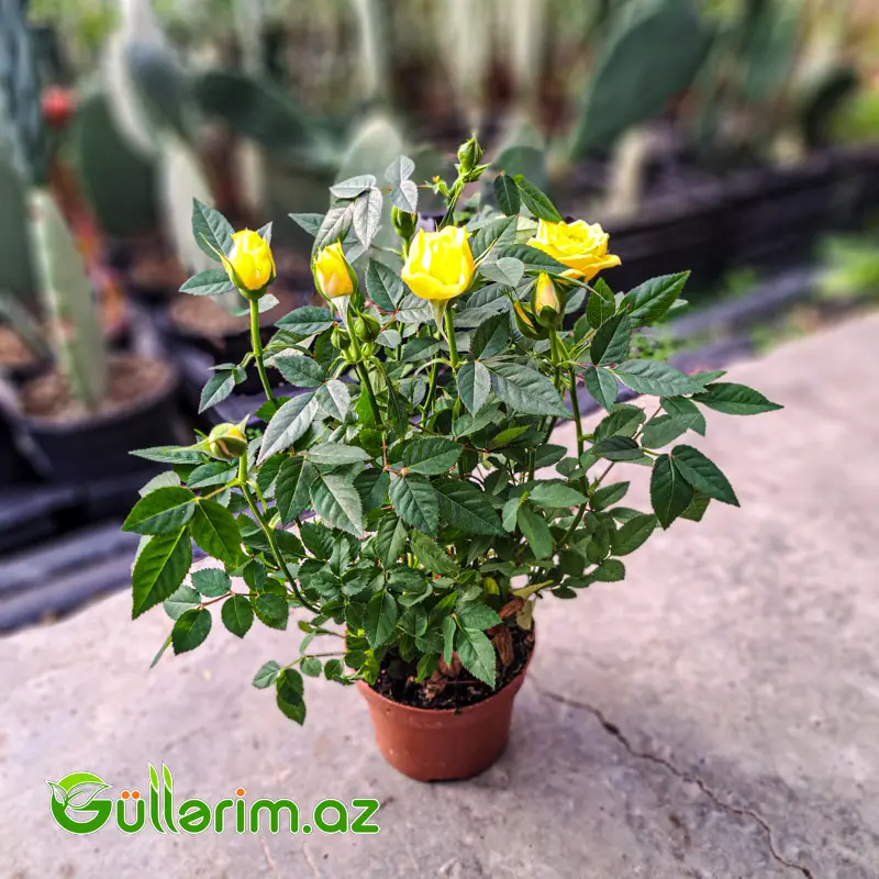 Mini Rose – Miniatür Gül — Bitkilər, Bakı (3)