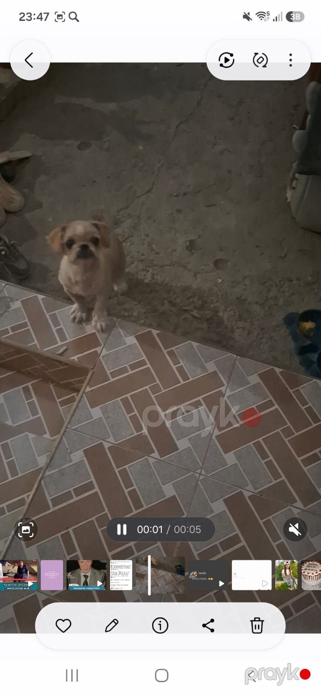 Pekines, 6 ay, Dişi, Peyvəndli, Ödənişli çatdırılma — Köpəklər, Gəncə (3)