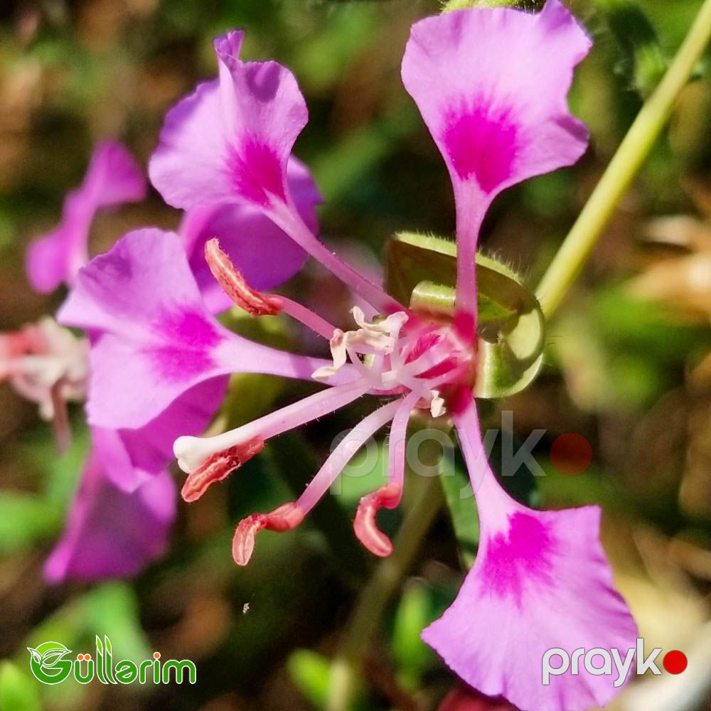 Klarkiya (Clarkia unguiculata) — Bitkilər, Bakı (4)