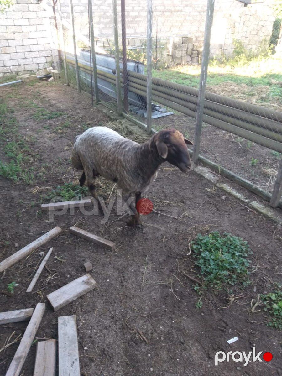 Qoç — Kənd təsərrüfatı heyvanları, Bakı