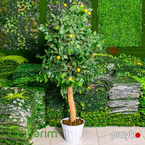 Süni Limon Ağacı — Bakı