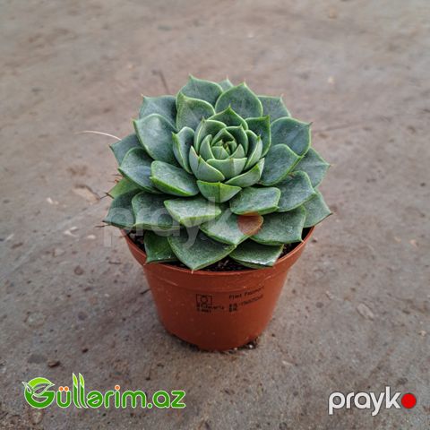 Sukulent (Yaşıl Echeveria)