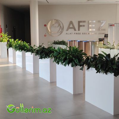 Fiberglass Ağ Uzun Dekorativ Dibçək — Bağ dekorasiyası, Bakı (2)