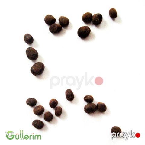 Balsamin (Impatiens walleriana)