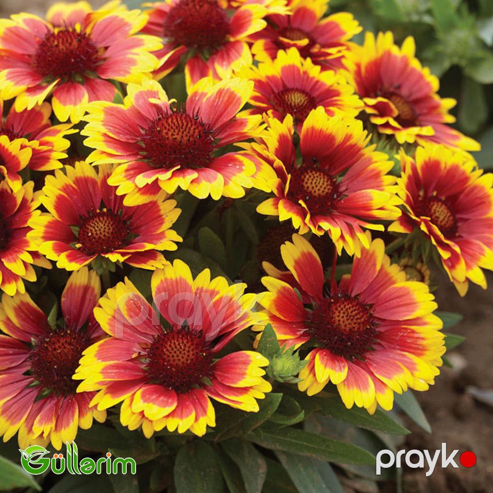 Qaylardiya - (Gaillardia) — Bitkilər, Bakı (4)