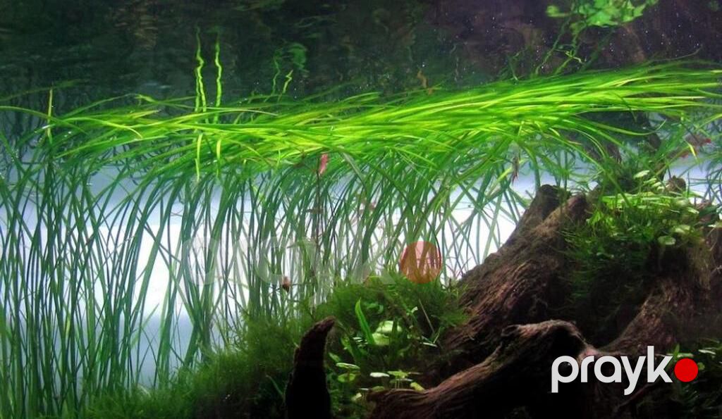 Akvarium bitkiləri — Akvariumlar və balıqlar, Xırdalan (3)