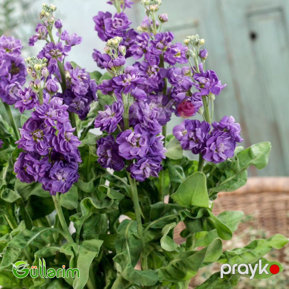 Matiuola (Matthiola) — Bitkilər, Bakı (5)