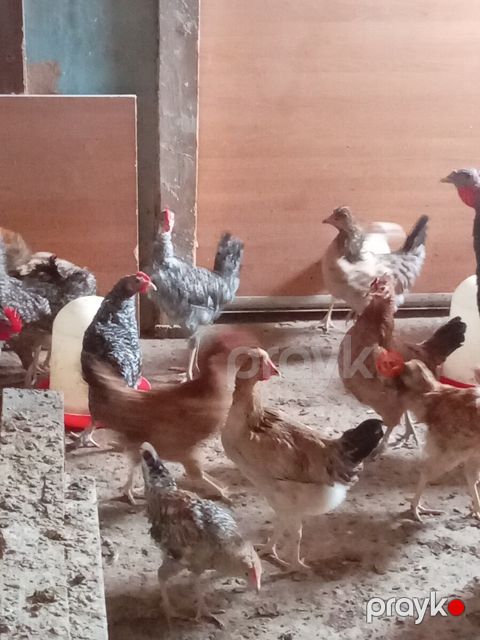 Kənd cücələri — Bakı