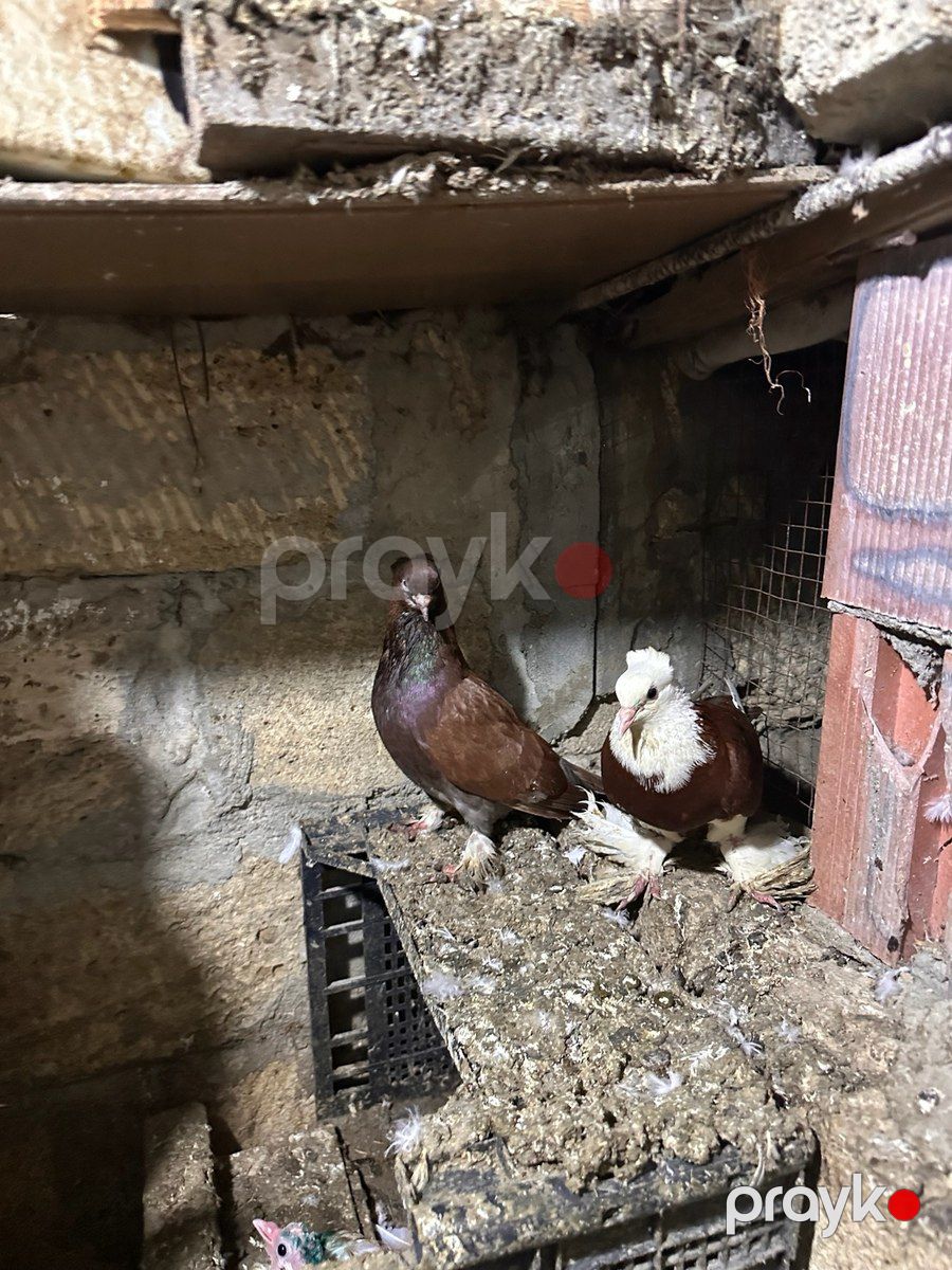 Göyərçinlər — Quşlar, Bakı (6)
