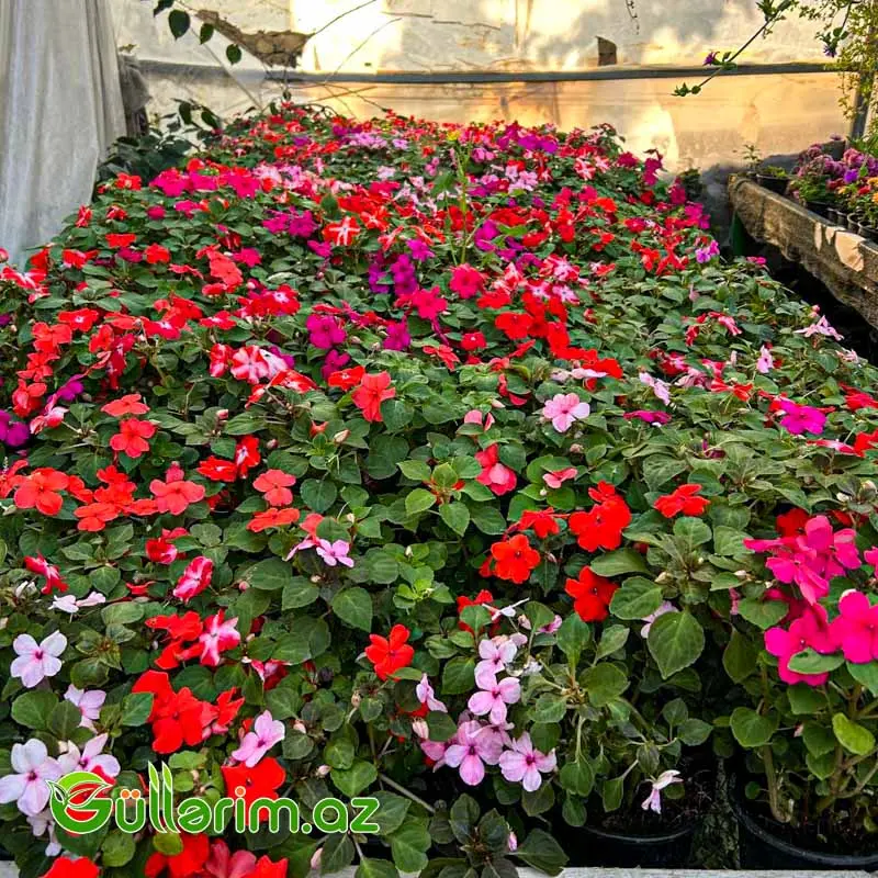 Balsamin (Impatiens) — Bitkilər, Bakı (2)