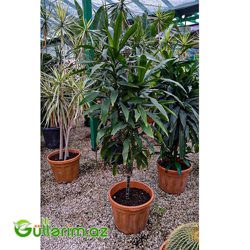 Dracaena fragrans (Drasena fraqnans) — Bitkilər, Bakı (2)