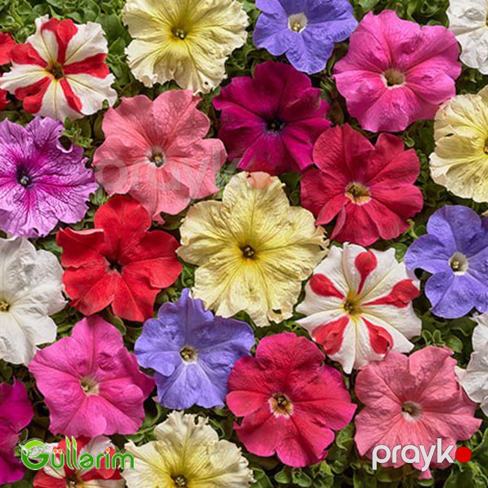 Petunya (Petunia) — Bitkilər, Bakı (4)