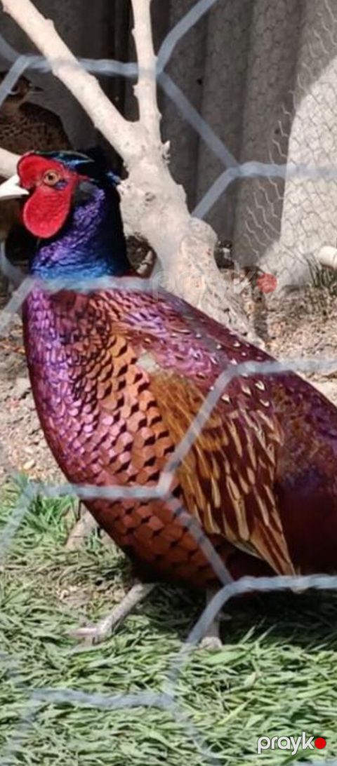 Tovuz quşu — Gəncə