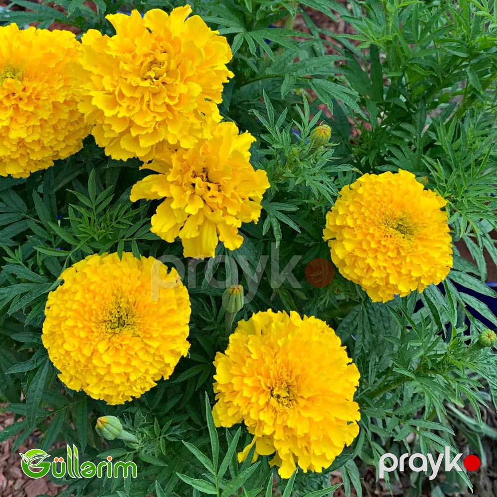 Böyükçiçəkli Barxat (Tagetes erecta) — Bitkilər, Bakı (2)