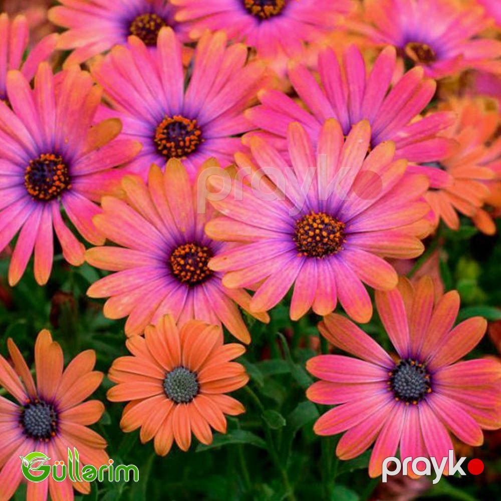 Osteospermum (Afrika papatyası) — Bitkilər, Bakı (5)