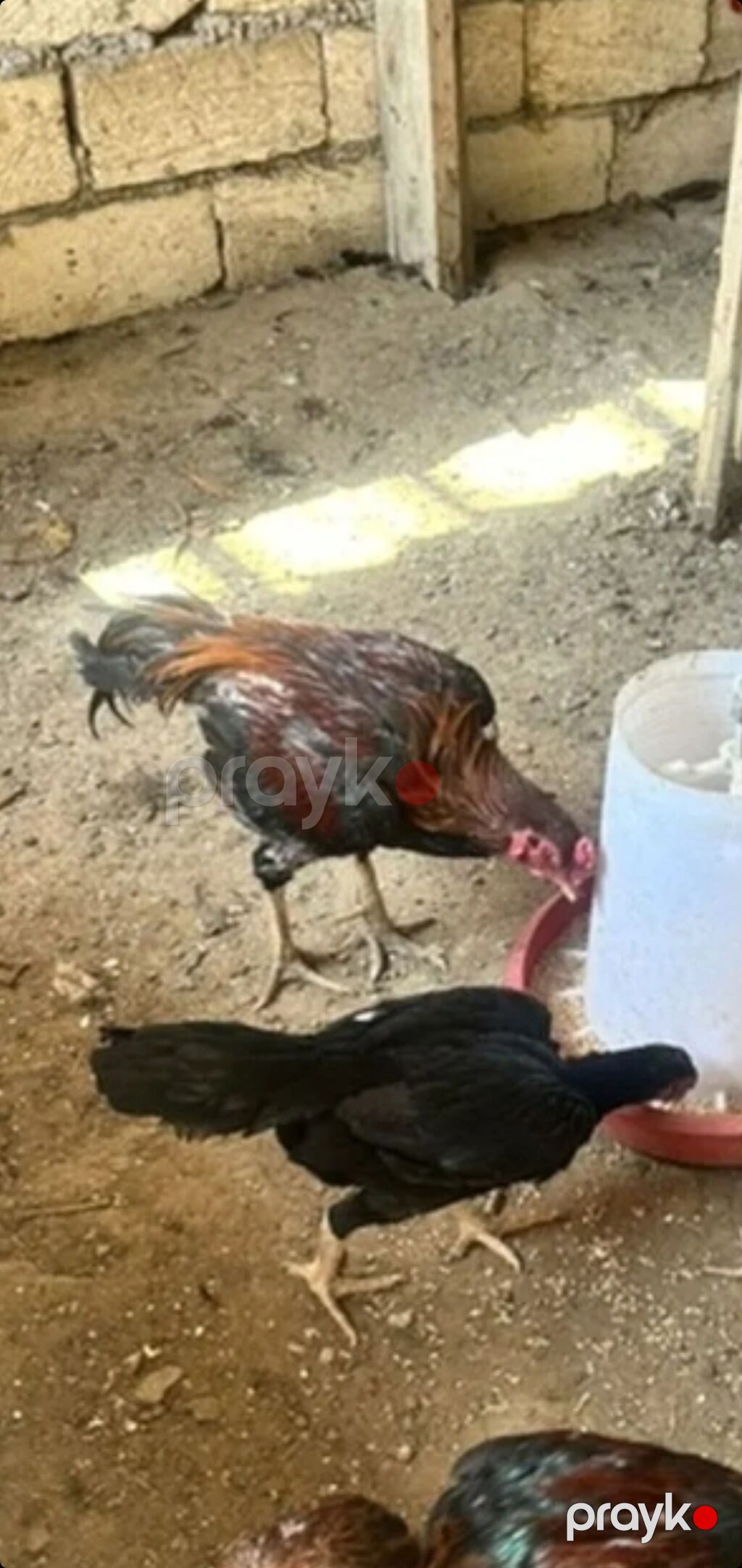 Toyuq, Damazlıq, Ünvandan götürmə, Ödənişli çatdırılma — Toyuq və xoruz, Mehdiabad (2)