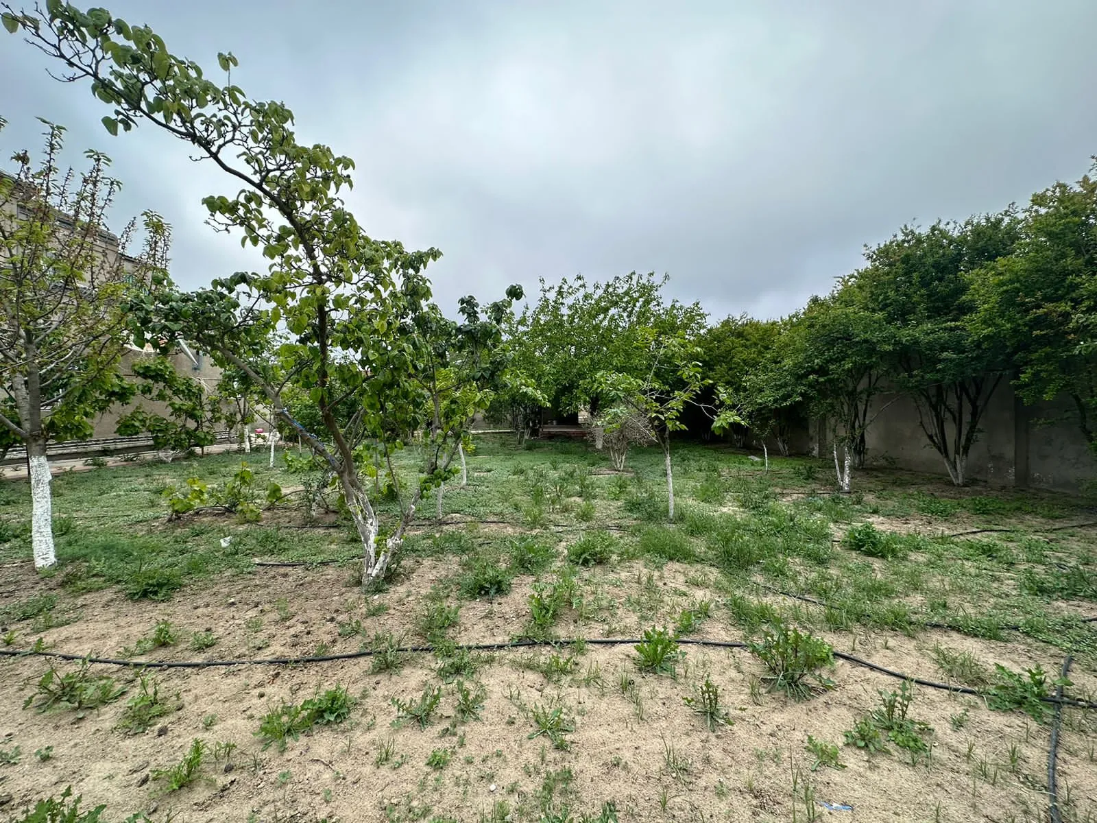 Şağan, Torpaq satılır - 7 sot — Torpaq, Bakı (2)