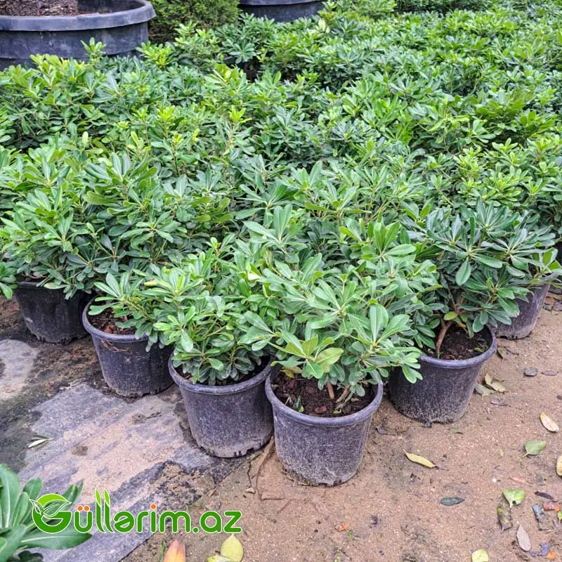 Pittosporum — Bitkilər, Bakı (2)