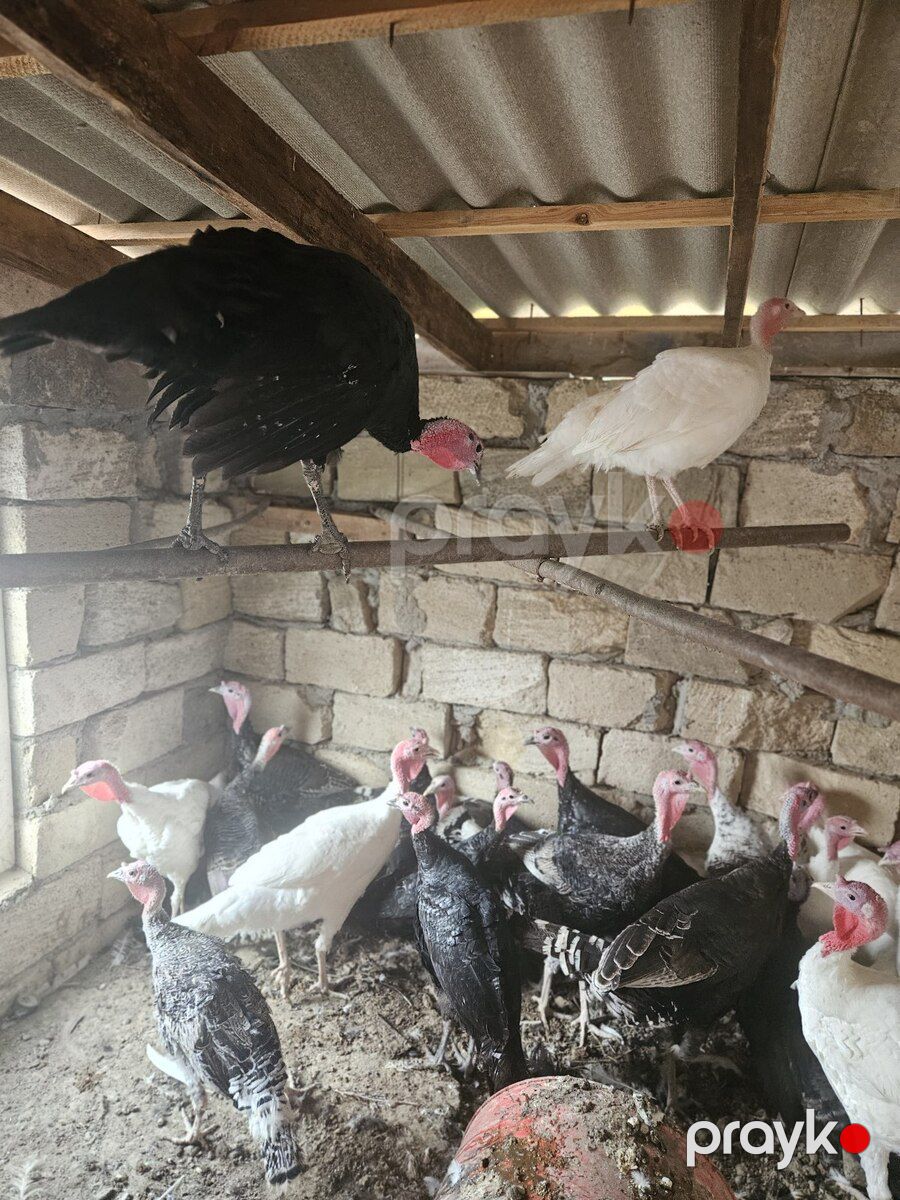 Hinduşka — Quşlar, Bakı (2)